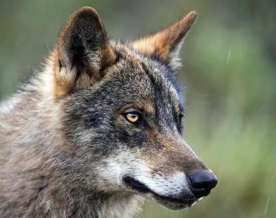 gros plan profil de tête de loup (2)