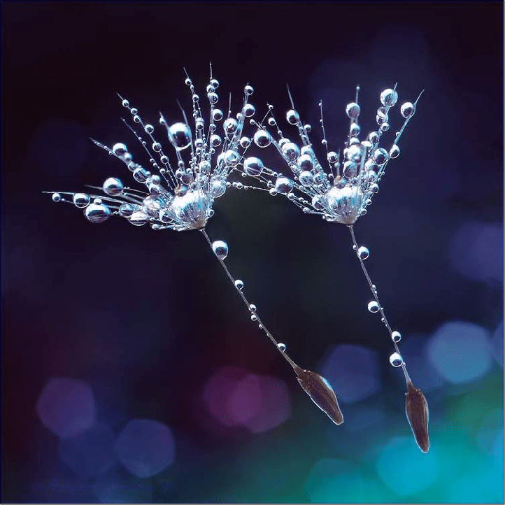 macrophoto bulles sur brins d'herbes