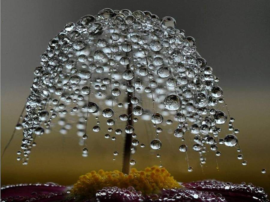 macrophoto perle de rosée forme saule pleureur