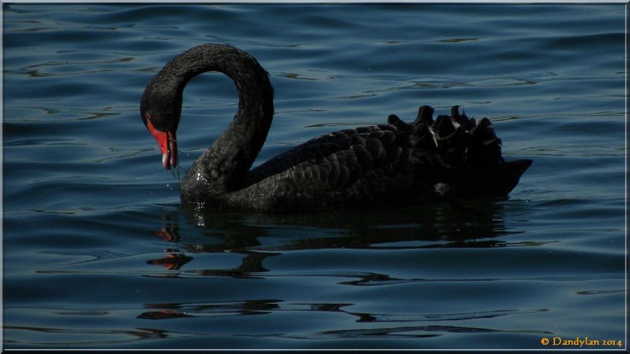 2016.08.12 cygnenoir140415c