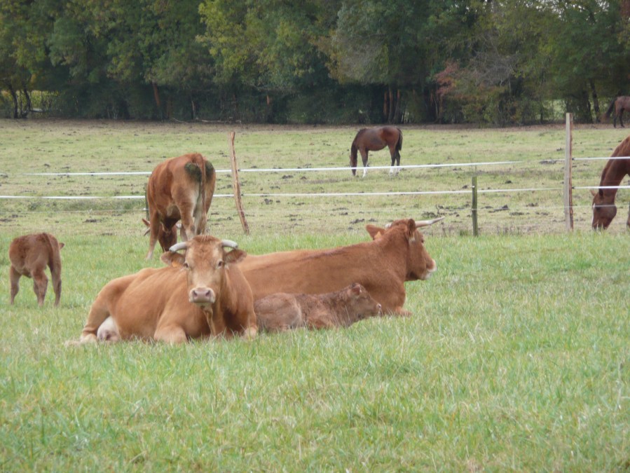 146-pre-vaches-d229-vers-aumagne-24-10-10-15h44