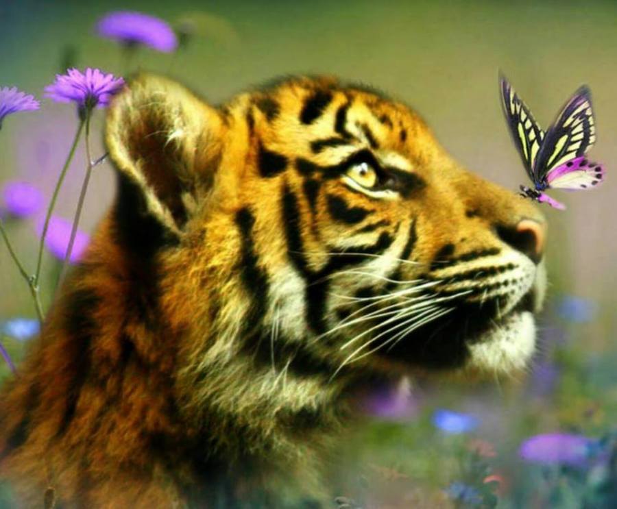 2017-02-02-tigre-au-papillon-16472950_1419819514716457_331760292891920689_n