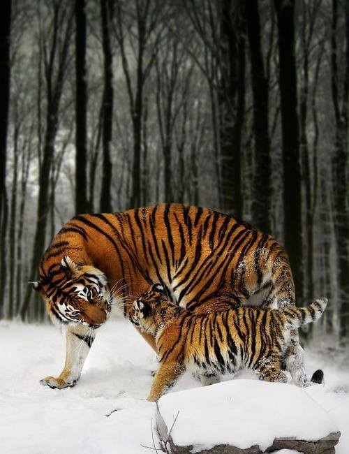 2017-02-02-tigre-tigron-dans-bois-16299023_1418115274886881_8068914952557794503_n
