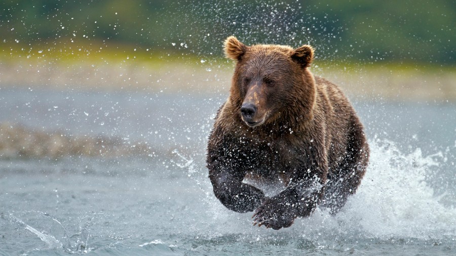 USA, Alaska, Katmai National Park, Brown bear (Ursus arctos) fishing