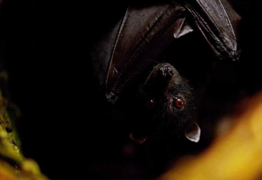 2017.03.24 chauve souris russe cave_bat