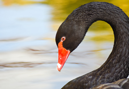 Black swan head and neck in front of blue and green background.