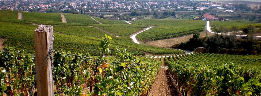 2017.06.14 vignes paysage-hongrie