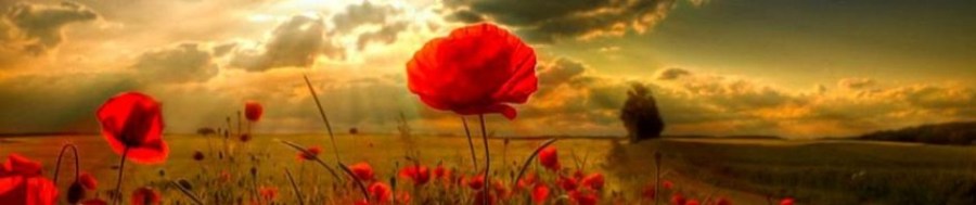 2017.08.21 coquelicot cropped-field-of-poppies-opt876x492o00s876x492