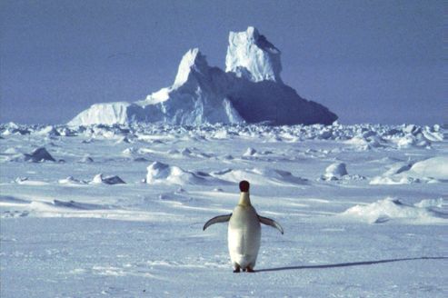 SINGLE PENGUIN  ON ICE