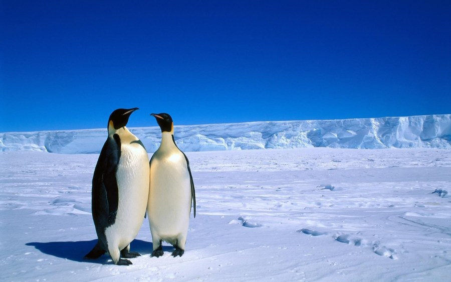Antarctique penguins_couple_snow_ice_antarctica_winter_52543_2560x1600