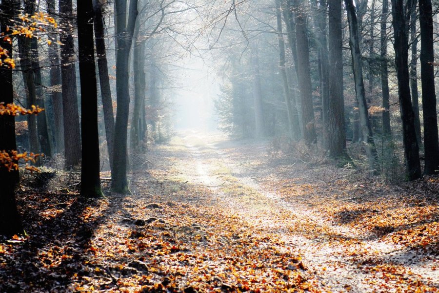 france ob_675f4e_foret-hiver