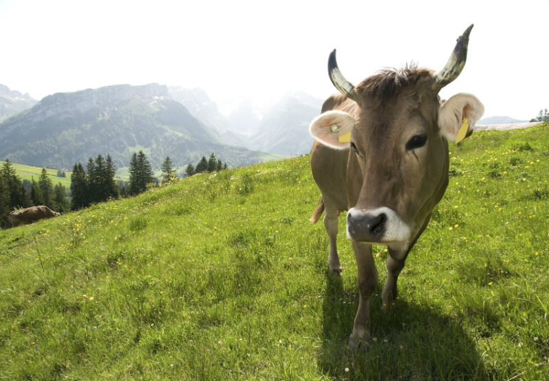 suisse vache à cornes Braunvieh-mit-Horn-auf-Wiese
