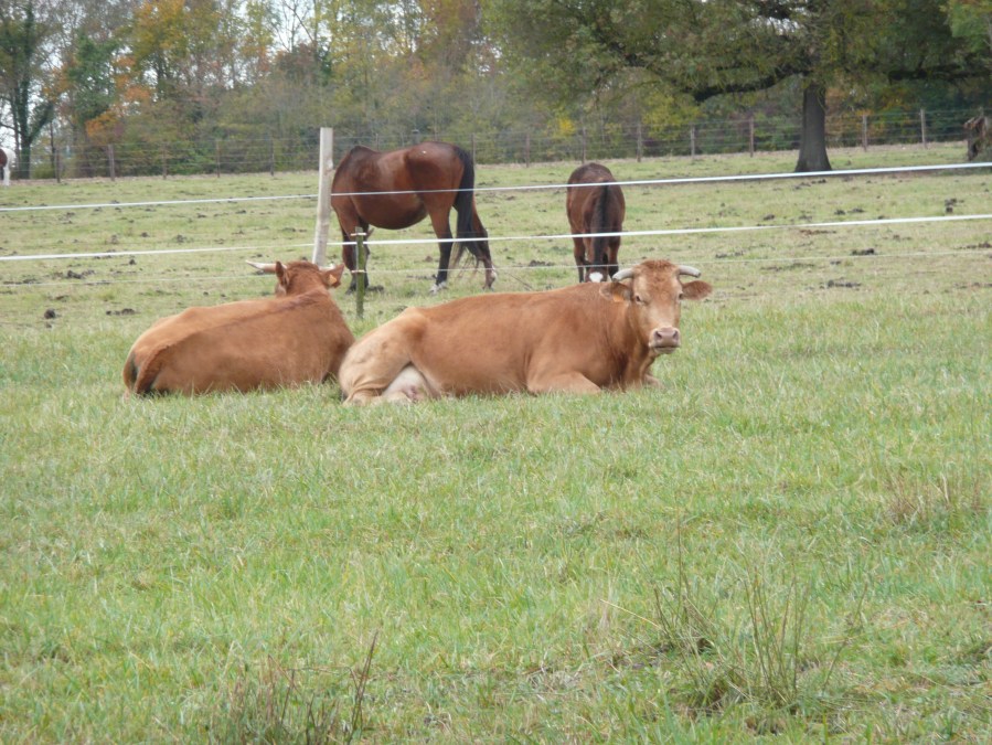 145 pré & vaches D229 vers Aumagne 24.10.10-15h44