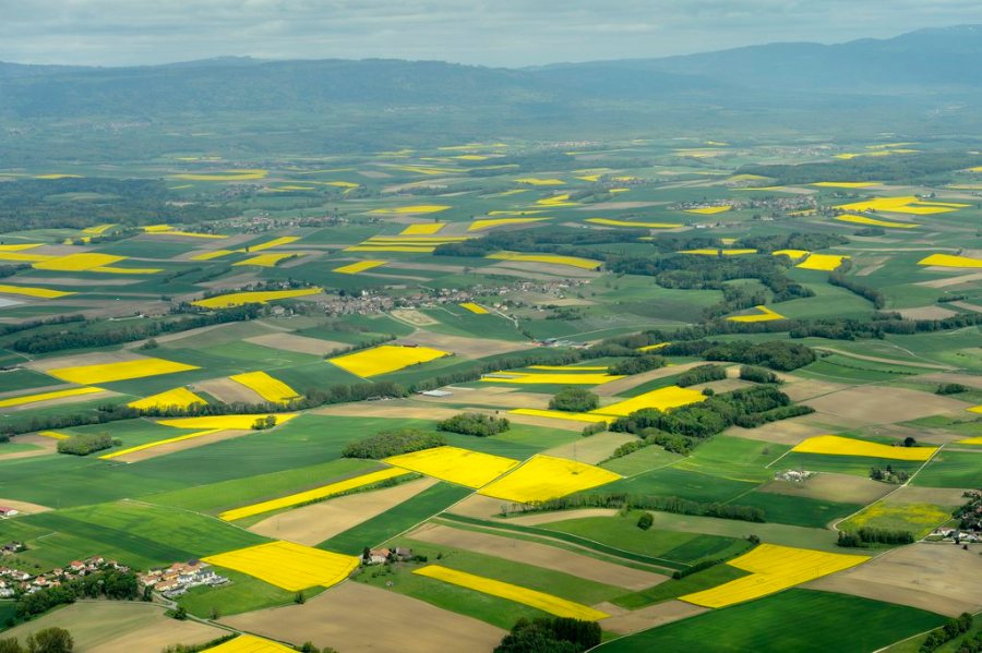 RAPS, RAPSFELD, FELD, GELB,