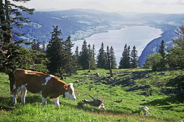 suisse agricole topelement