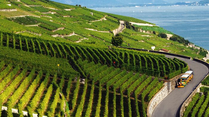 suisse agricole vaudois 5844852.image