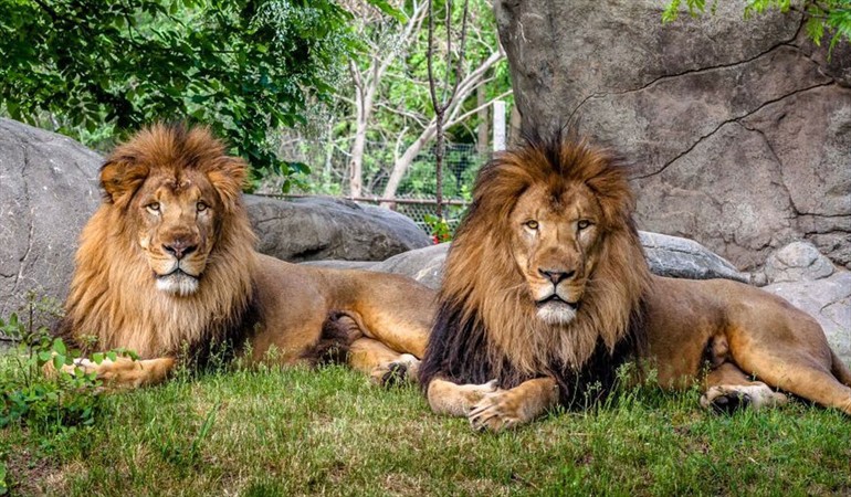 lions 3139548_n_vir3