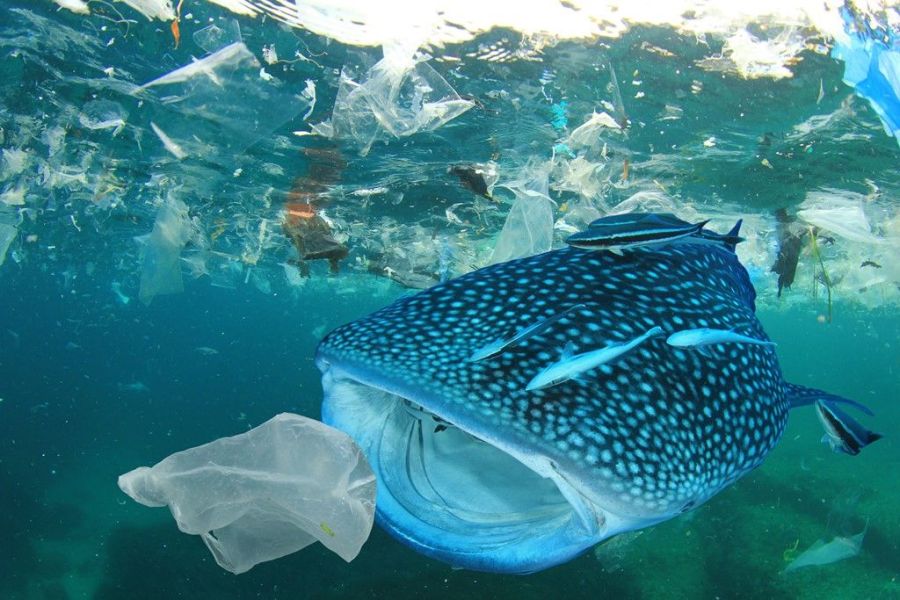POLLUTION PLASTIQUE requin-baleine-plastique