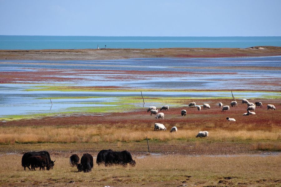 chine lac Quighai 0eafcdb9-c373-4bdd-9a38-2fde599c99c4