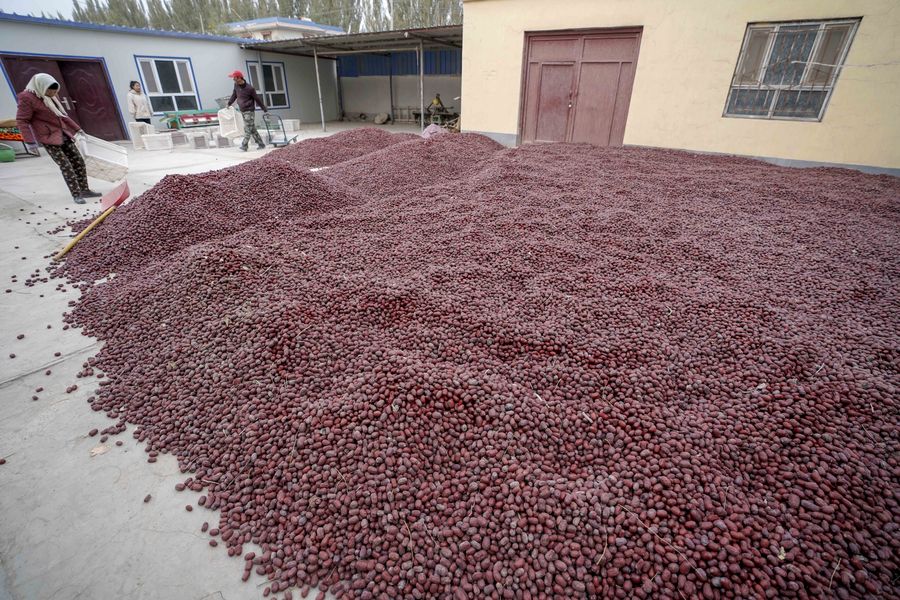 Des agriculteurs font sécher des jujubes dans une cour du district de Ruoqiang, dans la région autonome ouïgoure du Xinjiang (nord-ouest de la Chine), le 29 octobre 2019. (Photo Zhao Ge)138605851_15754702507781n