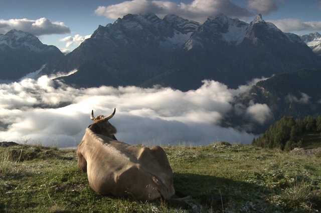 suisse alpage dokfilm-sommerzeit_pascale-gmuì-r_alp-laret-ftan-jpg
