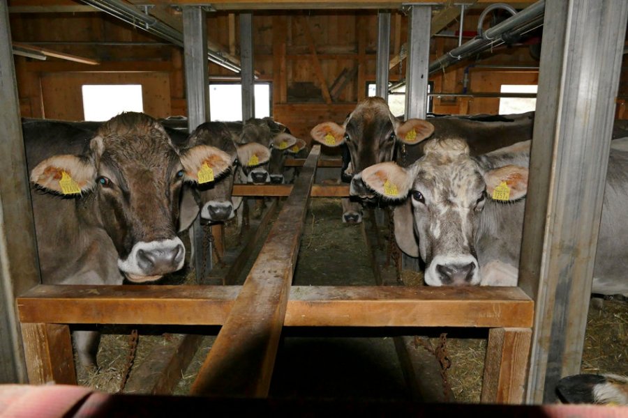 suisse ZF_20191203_26-27_Rettung_der_Alp..._Kuhstall