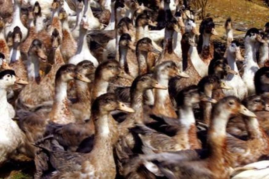 7635961292_elevage-de-canards