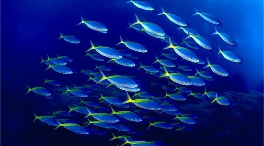 lassemblee-nationale-se-plonge-dans-l-economie-bleue