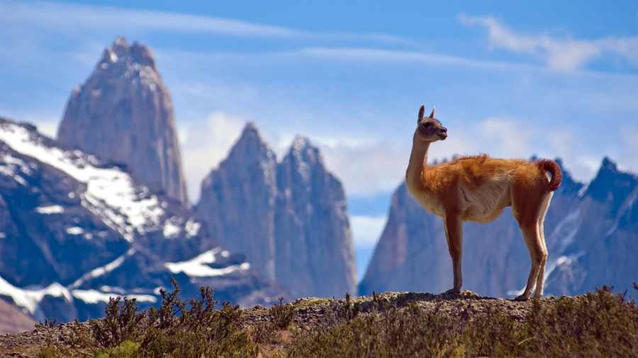 lamas-alpagas-guanacos-vigognes