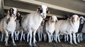 moutons de Mongolie 2020 offerts à la Chine