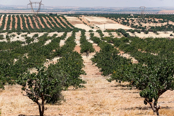 SYRIA-CONFLICT-ECONOMY-AGRICULTURE-PISTACHIO