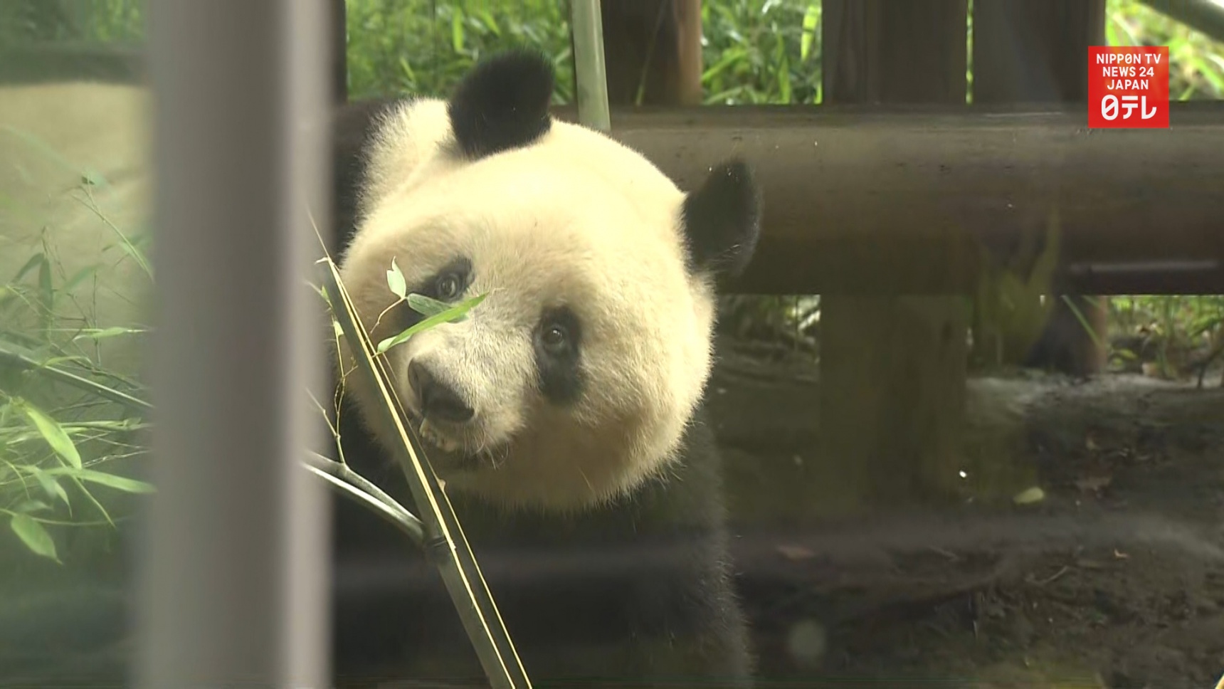 la star panda géant Xiang Xiang du zoo d'Ueno au Japon